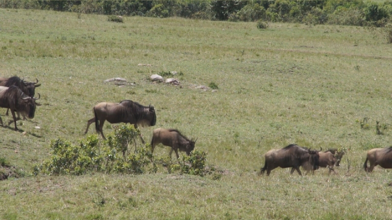 Bison
