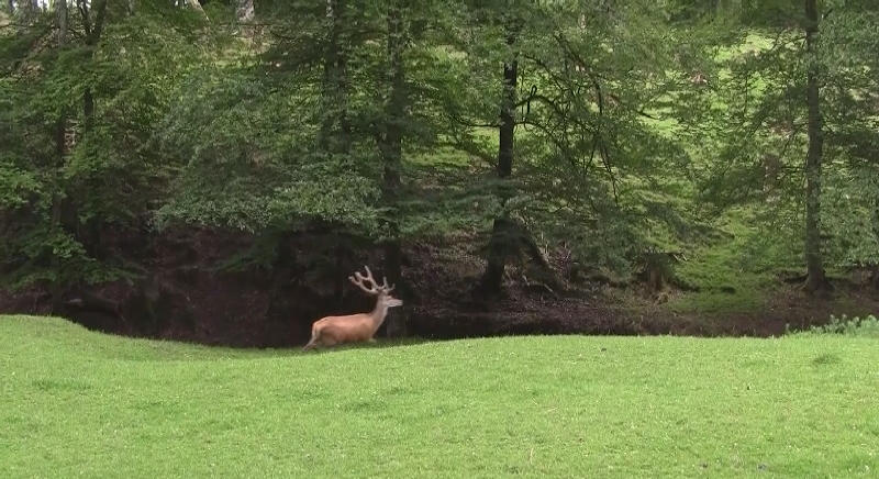 Hirsch