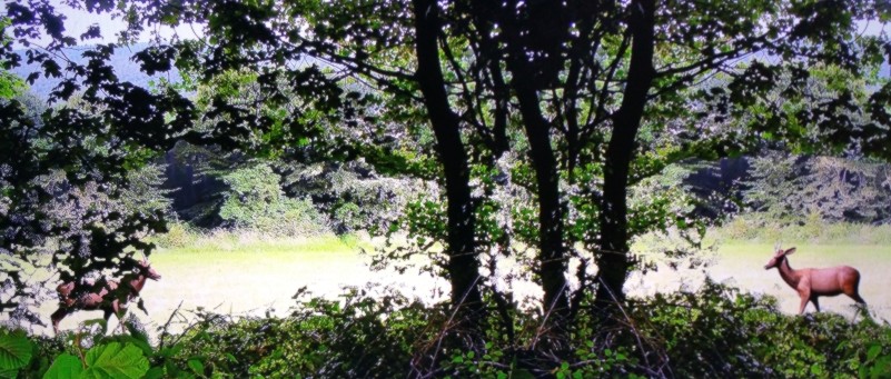 Fl&uuml;chtige Rehe auf Waldlichtung