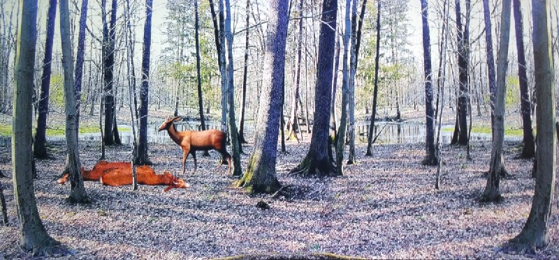Erlegte Rehe im Wald