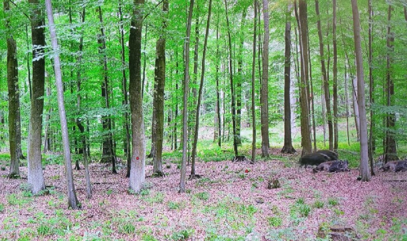 Erlegte Wildschweine im Wald