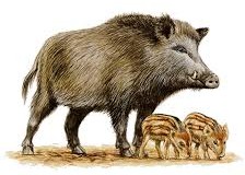 Wildschwein mit Frischlingen