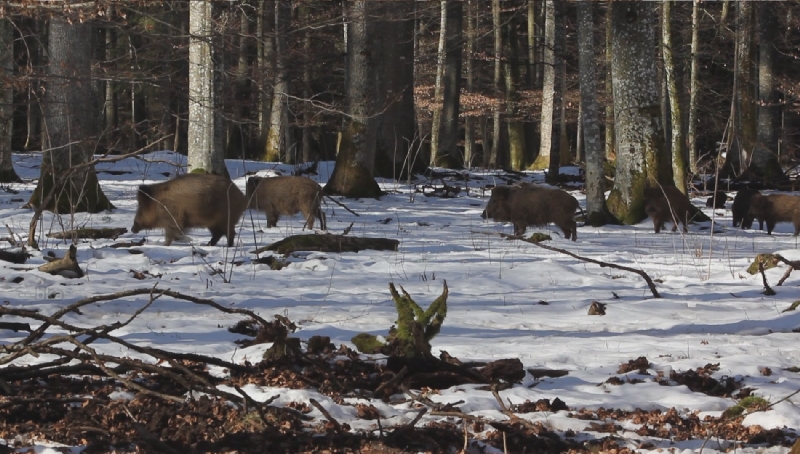 Wildschweine im Winter