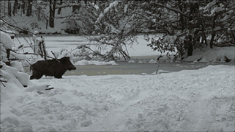 Wildschwein am Eisbach